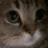 meww