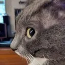 catsideeye catsideeye