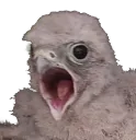 lint