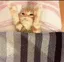 kittysleep