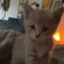 hello