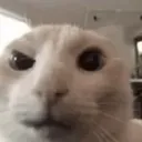 cat_sus
