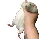 hampter Discord sticker from /𝗘𝗰𝗹𝗶𝗽𝘀𝗲