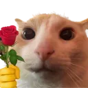 catFlower