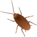 roach Discord Emoji from /𝗘𝗰𝗹𝗶𝗽𝘀𝗲