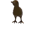kiwi_spin
