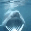 1_sharkpog