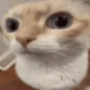 meow