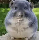 1_xd2