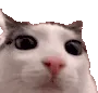 plink1