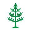 cedarseed