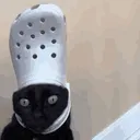 cat_croc