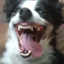 leedleleedleleedle