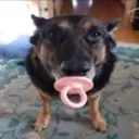 DogWithAPacifier