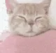 yawn