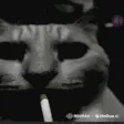 catdespairsmoke
