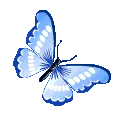 28179butterflyblue