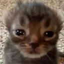 pipipi
