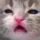 cat_what