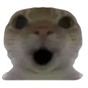 catshocked