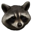 raccoon