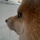 doggo_huh