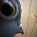 bord_huh