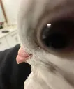 the_whut