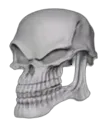skull