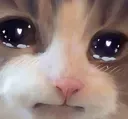 catcry