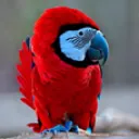 loro_elvis