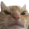 angrycat