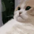 stream1021CatSigh