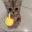 catfuckyou