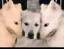 double_huh