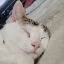 sleepykitty