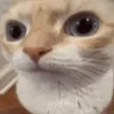 catstaresus
