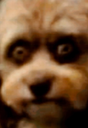 :woopyslamedog2: