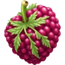 raspberry