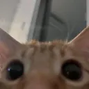cat_lurk