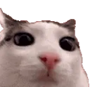 Cat_Stare