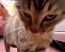 car_stare