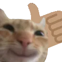 catthumbsup