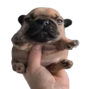 brownpib