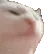 catjam