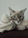 XdztKitten XdztKitten