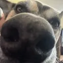 mollysniffa