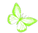 butterflyyellowgreenbutterfly