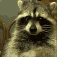 RaccoonEating