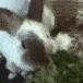 6lettushobi